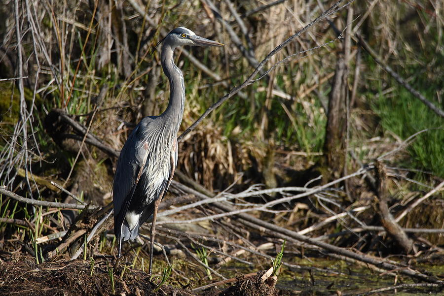 Great Blue Heron, Patiently Waiting  Photograph by Janice Adomeit