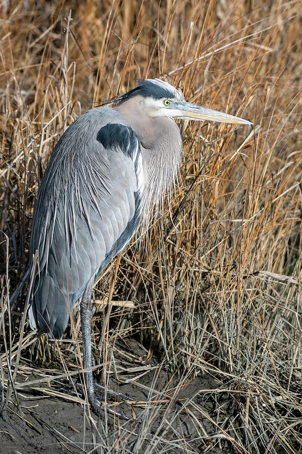 Great Blue Heron Patiently Waiting Photograph by Rose Guinther - Fine ...