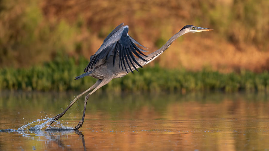Great Blue Heron. Photograph by Paul Martin
