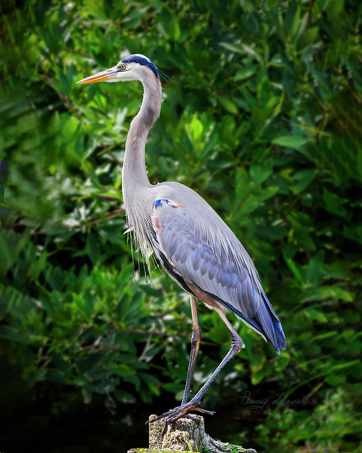 Great Blue Heron Photograph by Penny Lisowski