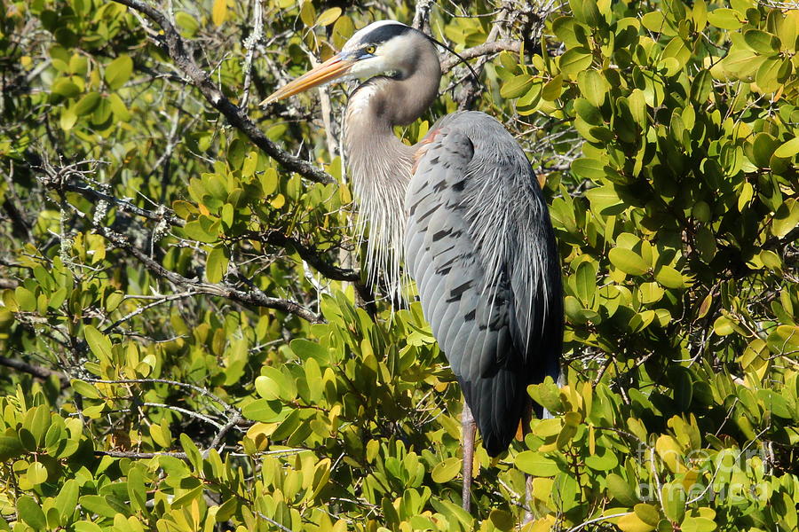 Great Blue Heron Perched Photograph by Brian Baker - Fine Art America