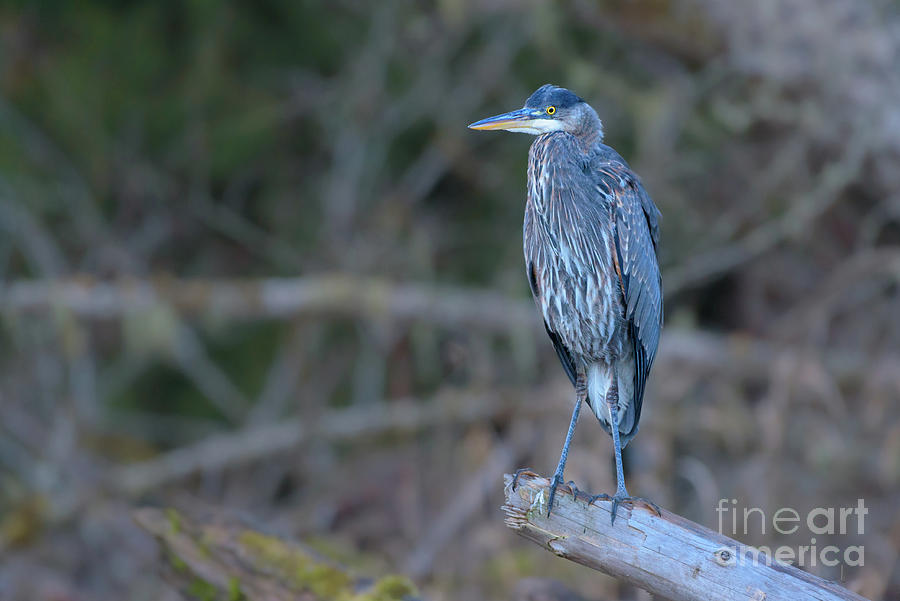 Wildlife Photograph - Great Blue Heron Perched over the Skagit River #1 by Nancy Gleason
