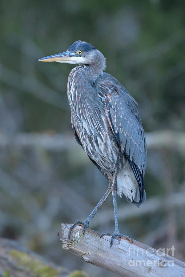 Great Blue Heron Perched over the Skagit River #2 Photograph by Nancy Gleason