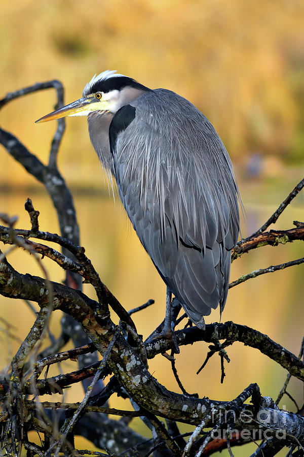 Bird Photograph - Great Blue Heron Perched Up On Tree Branch by Terry Elniski