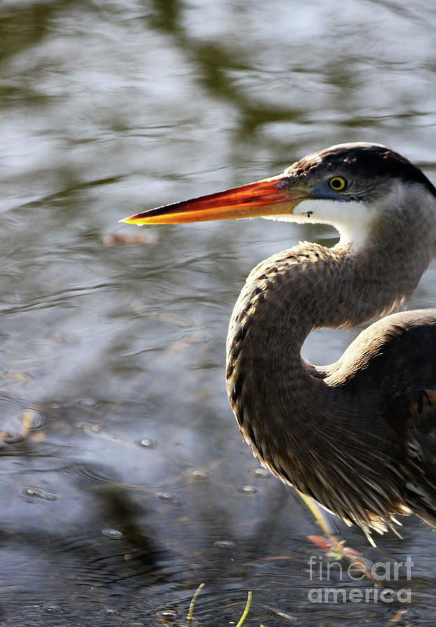 Great Blue Heron Photograph by Philip And Robbie Bracco