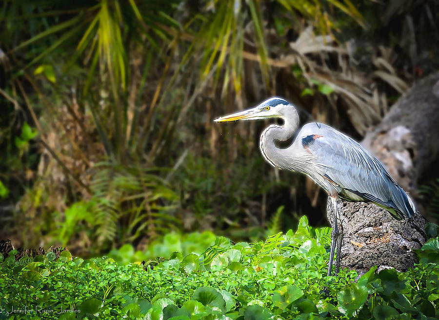 Bird Photograph - Great Blue Heron by Phil And Karen Rispin