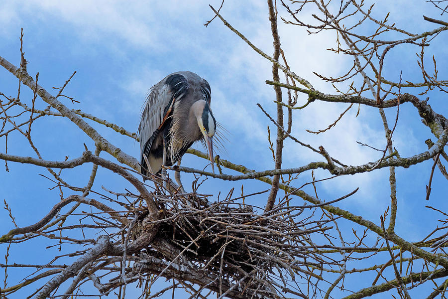 Great Blue Heron Placing Twig in Nest Photograph by Paul Giglia