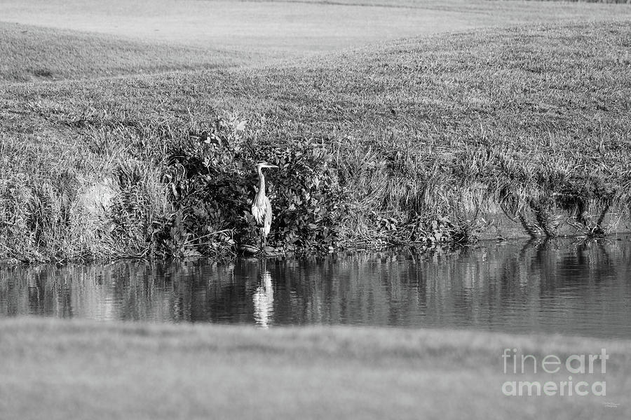 Great Blue Heron Pond Fishing Grayscale Photograph by Jennifer White
