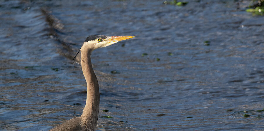 Great Blue Heron Portrait Photograph by Bill Posner