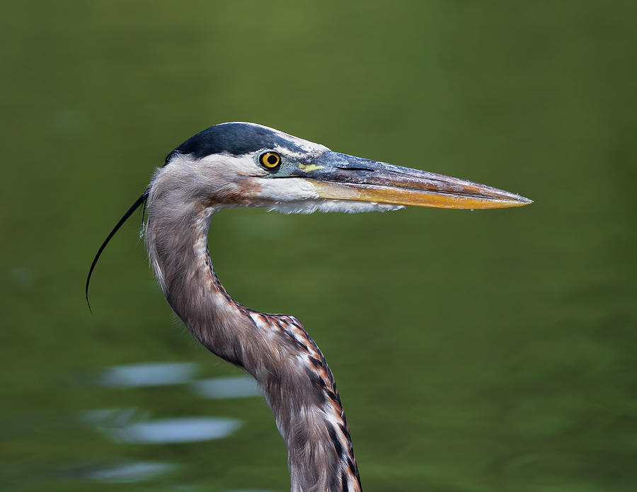 Great Blue Heron Portrait Photograph by Chad Meyer