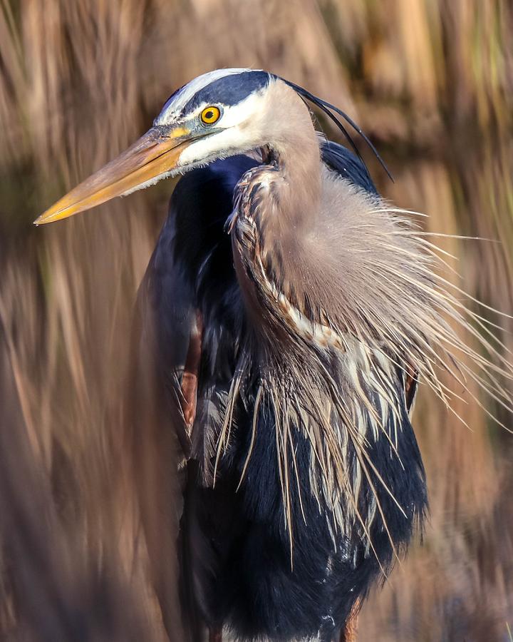 Great Blue Heron Portrait I Photograph by Susan Rydberg