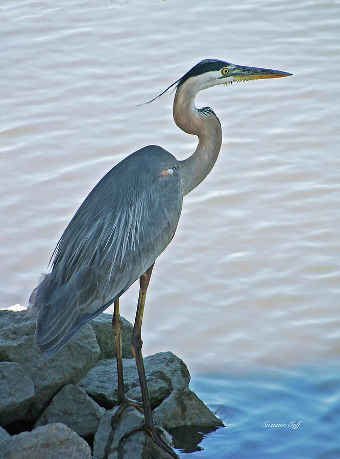Feather Photograph - Great Blue Heron Portrait II by Suzanne Gaff