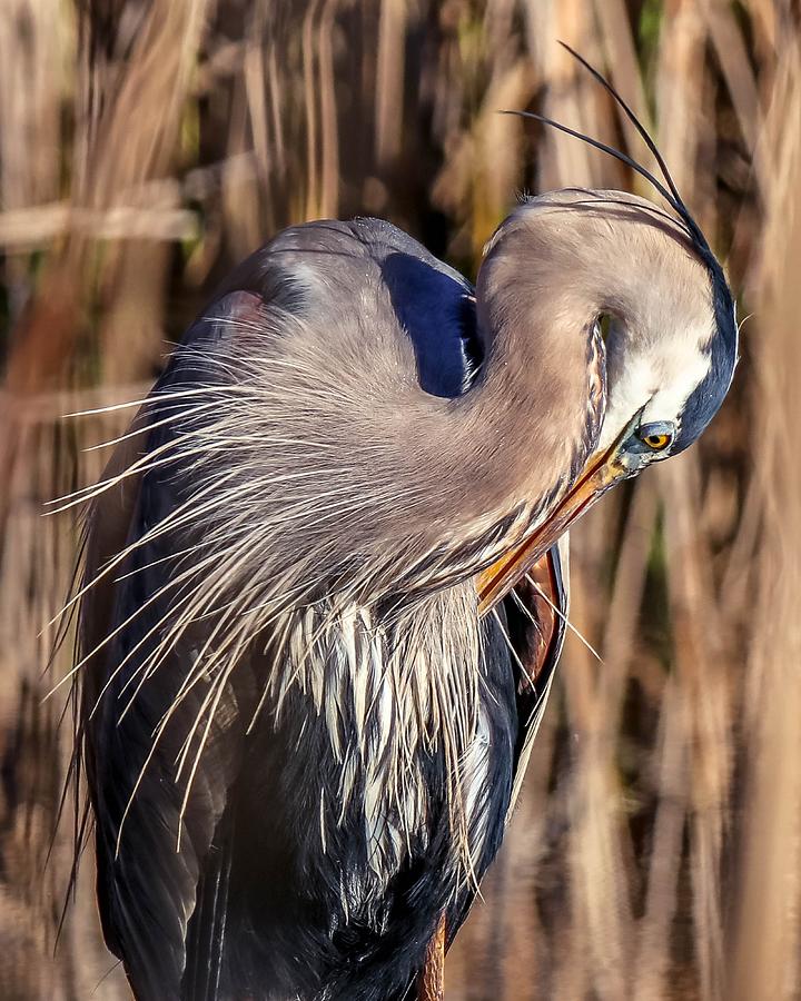 Great Blue Heron Portrait IV Photograph by Susan Rydberg
