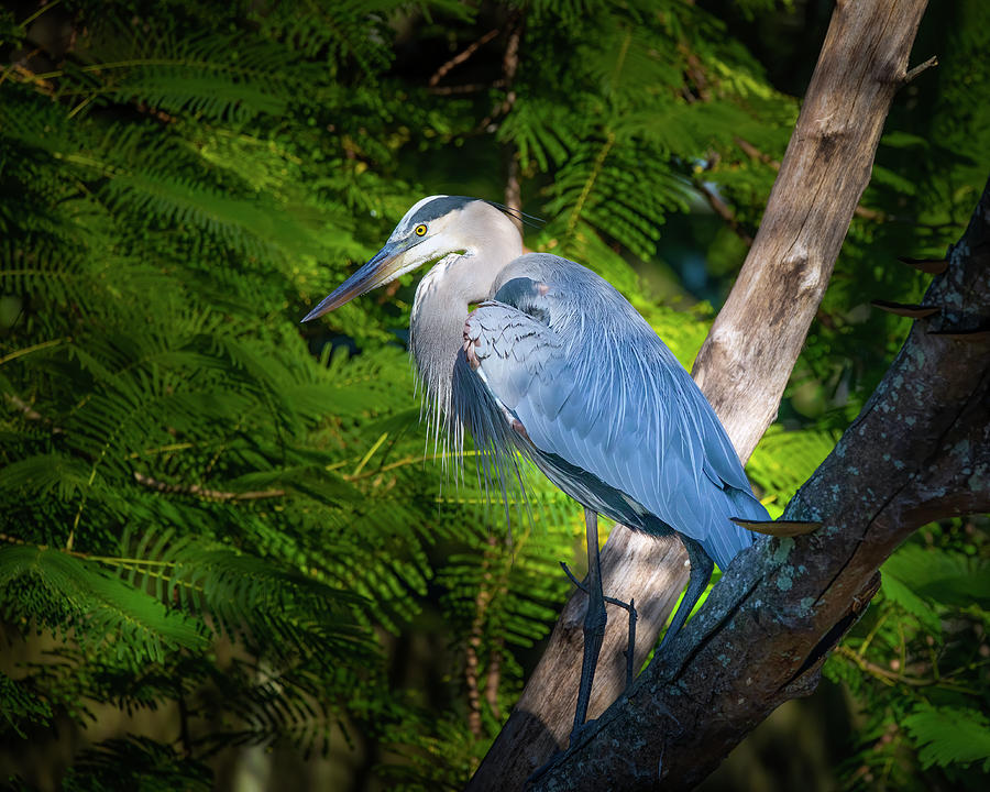 Great Blue Heron Portrait Photograph by Mark Andrew Thomas
