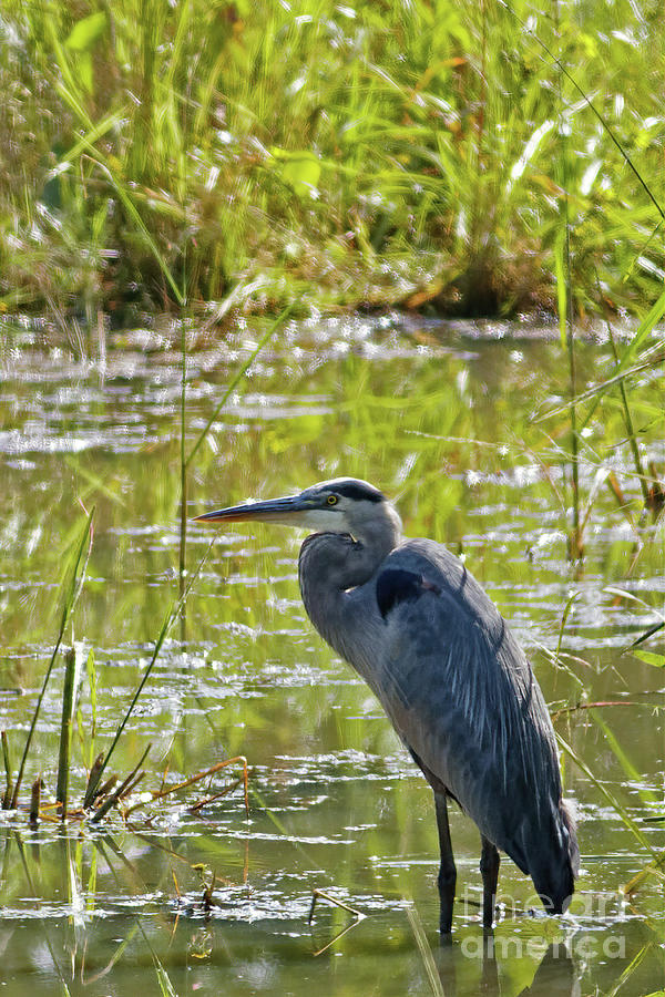 Heron Photograph - Great Blue Heron Portrait by Natural Focal Point Photography