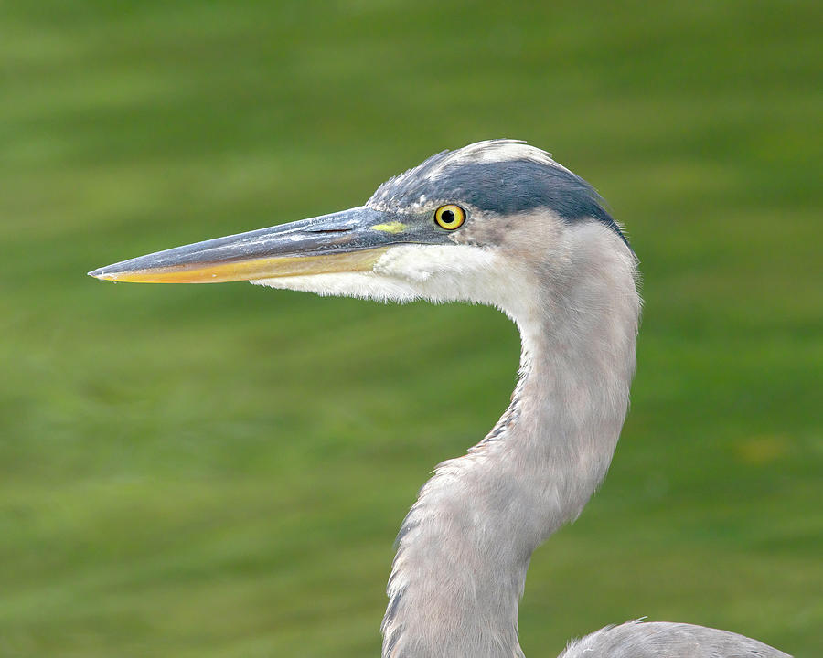 Great Blue Heron Portrait - Water Photograph By Christopher Mazza