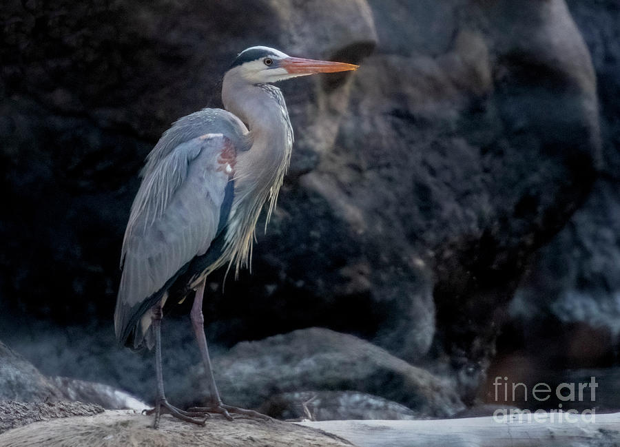 Great Blue Heron Posing in the Canyon Photograph by Steven Krull