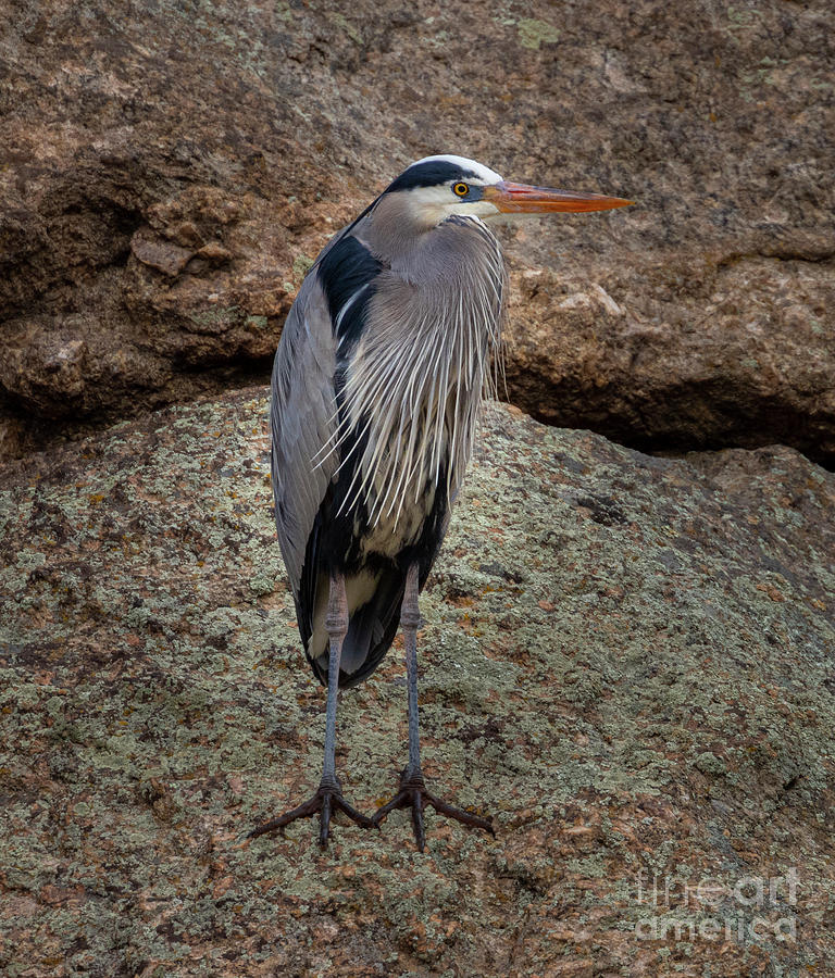 Great Blue Heron Posing On A Rock Photograph