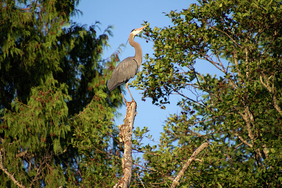 Great Blue Heron Posing Photograph by Peggy Collins