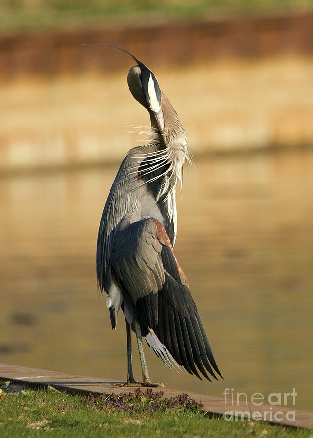 Great Blue Heron Preening Photograph by Yvonne M Smith