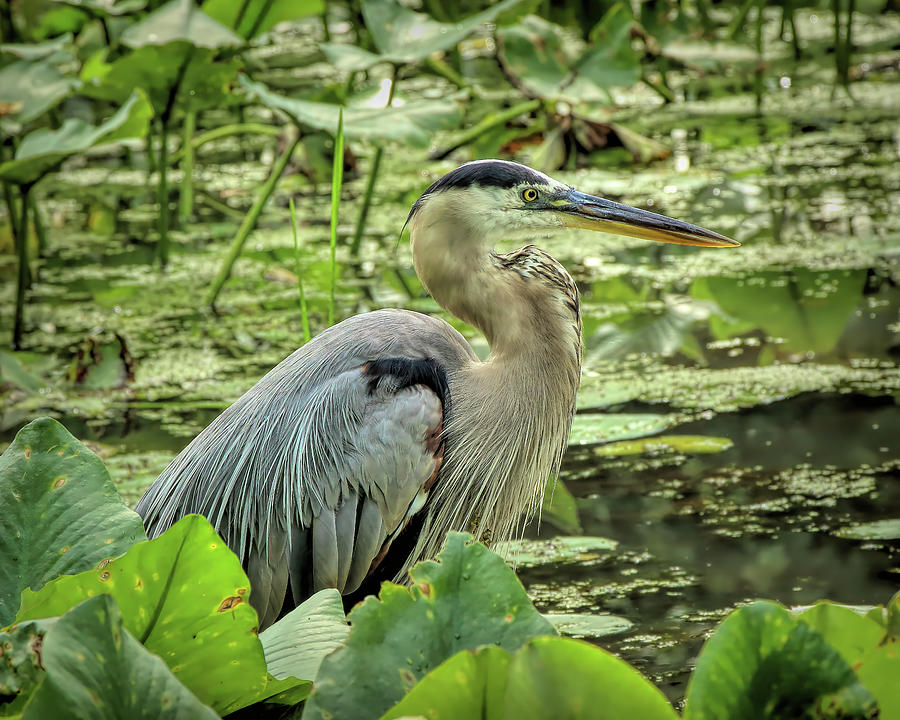 Great Blue Heron Profile Photograph by Dennis Lundell