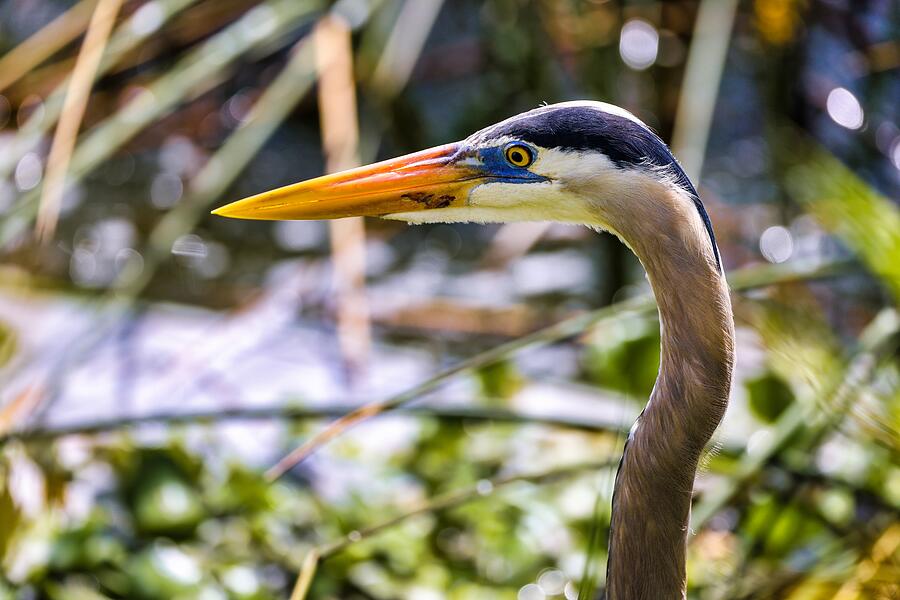 Great Blue Heron Profile Photograph By Gerald Cannon - Fine Art America