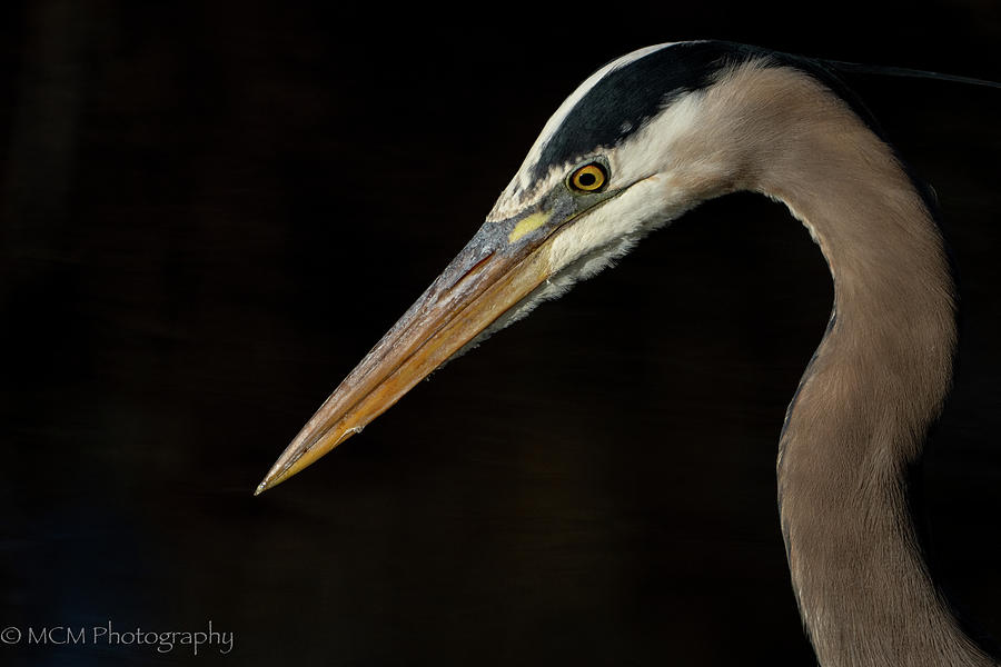 Great Blue Heron Profile Photograph by Mary Catherine Miguez
