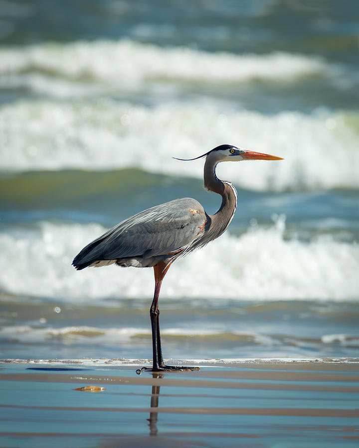 Great Blue Heron Profile Photograph by Patti Deters