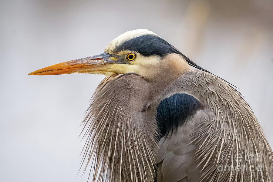 Great Blue Heron Profile Portrait Photograph by Nancy Gleason