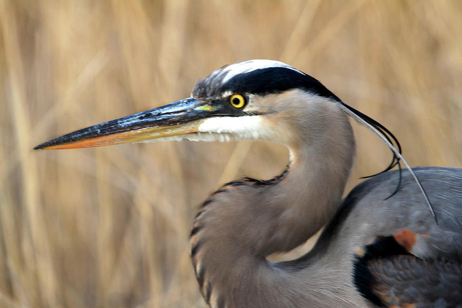 Great Blue Heron profile Photograph by Randall Royter - Fine Art America