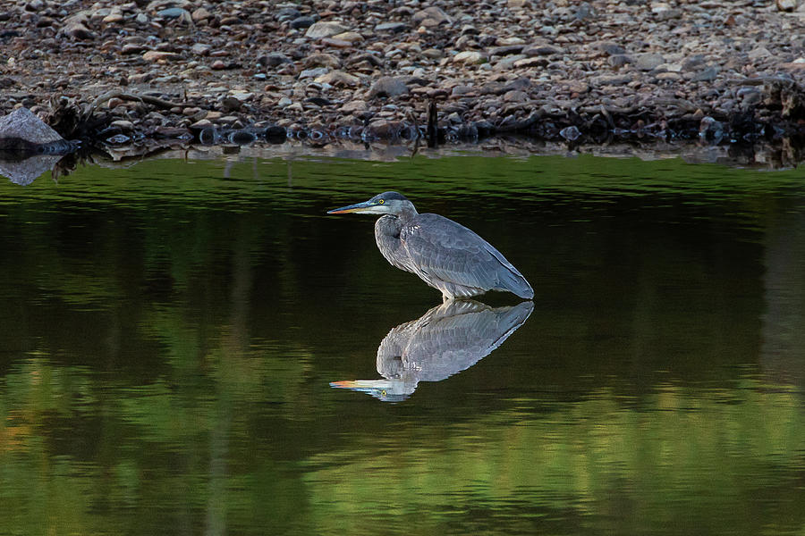 Great Blue Heron Reflected Photograph by Denise Kopko