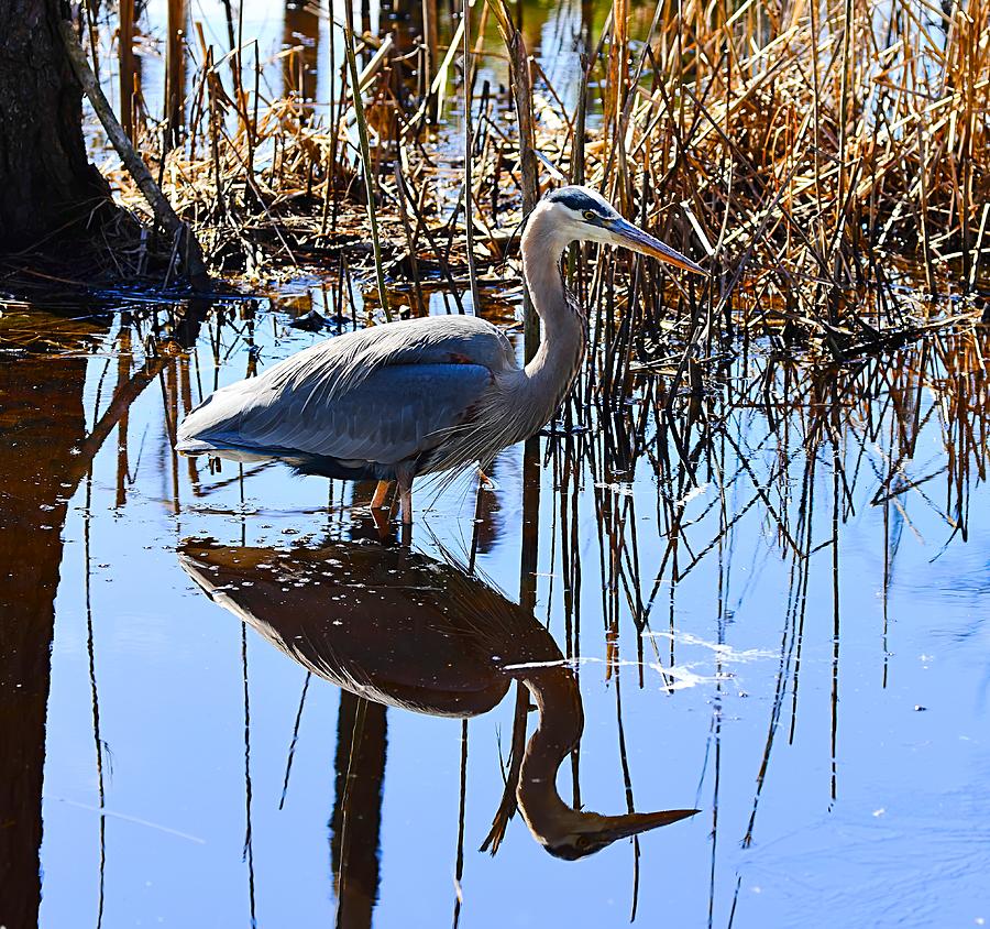 Great Blue Heron Reflection Photograph by Bewokephotography Krob - Fine ...