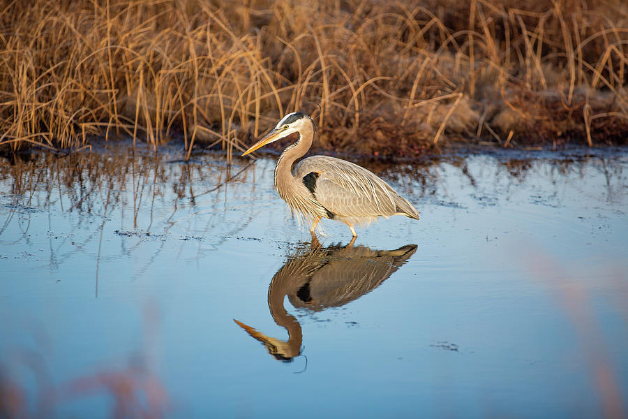 Reflections of a Great Blue Heron | Smithsonian Photo 