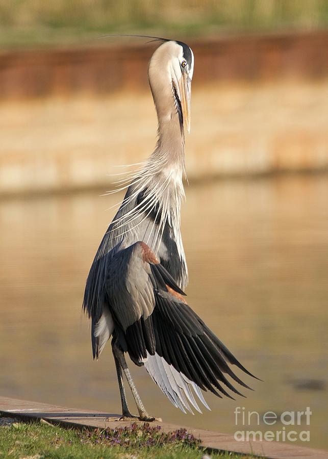 Great Blue Heron Relaxed Wings Photograph by Yvonne M Smith