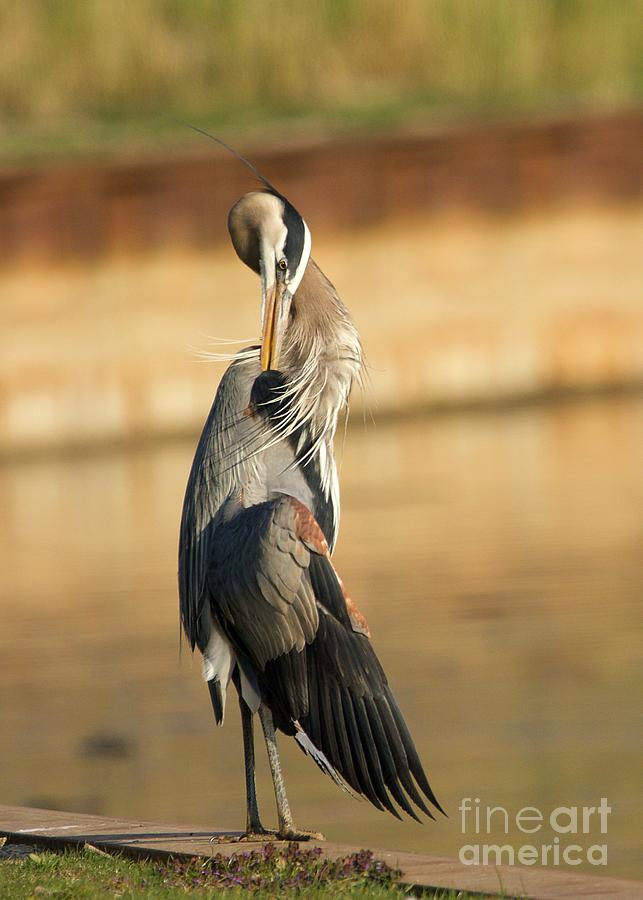 Great Blue Heron Relaxed Photograph by Yvonne M Smith
