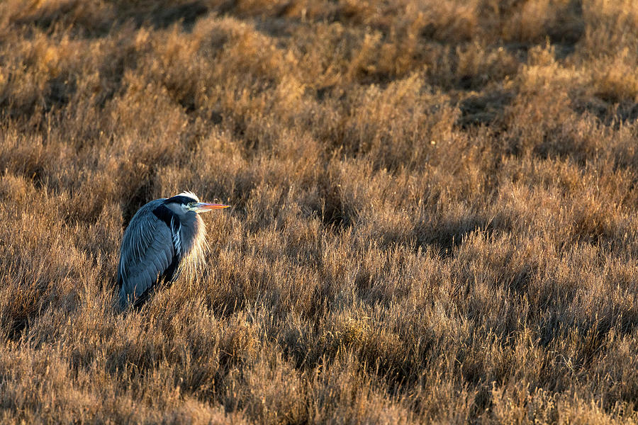Great Blue Heron Resting Photograph by Michael Russell