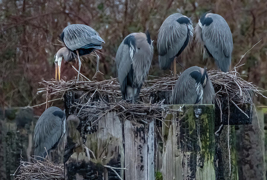 Great Blue Heron Rookery Photograph by Bill Ray