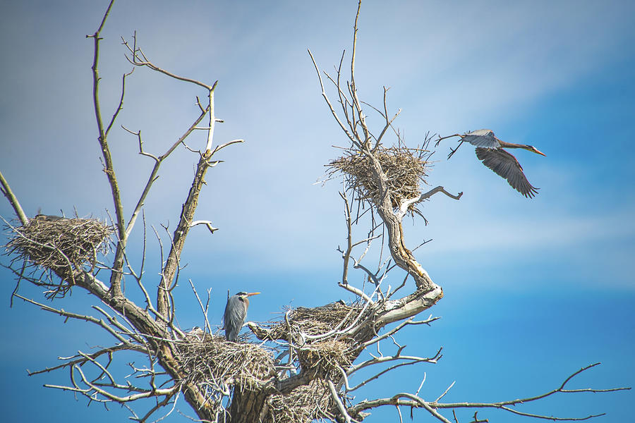 Great Blue Heron Rookery  Photograph by Janis Knight