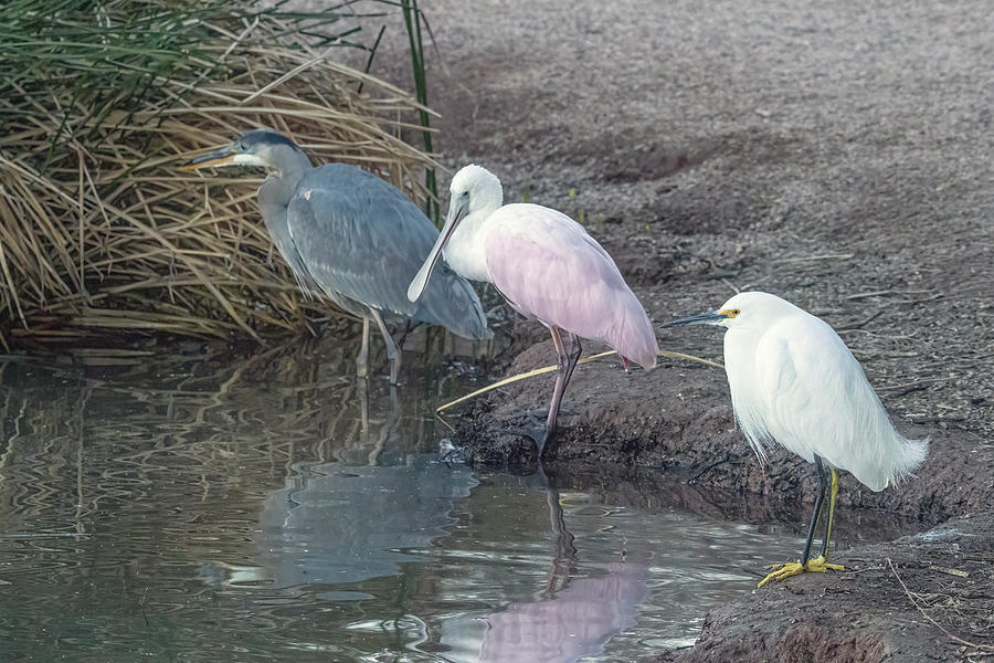 Great Blue Heron, Roseate Spoonbill, Snowy Egret 1590-021221-2 Photograph by Tam Ryan