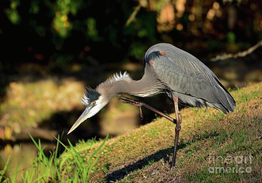 Great Blue Heron Scratching Photograph by Kathy Baccari