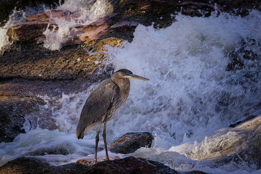 Great Blue Heron Searching Photograph