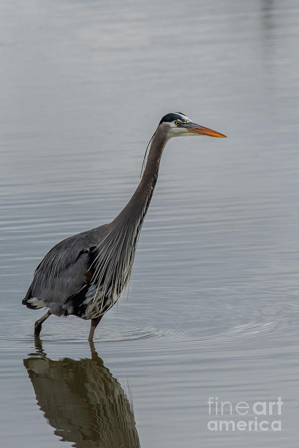 Great Blue Heron Searching for Food Photograph by Nancy Gleason