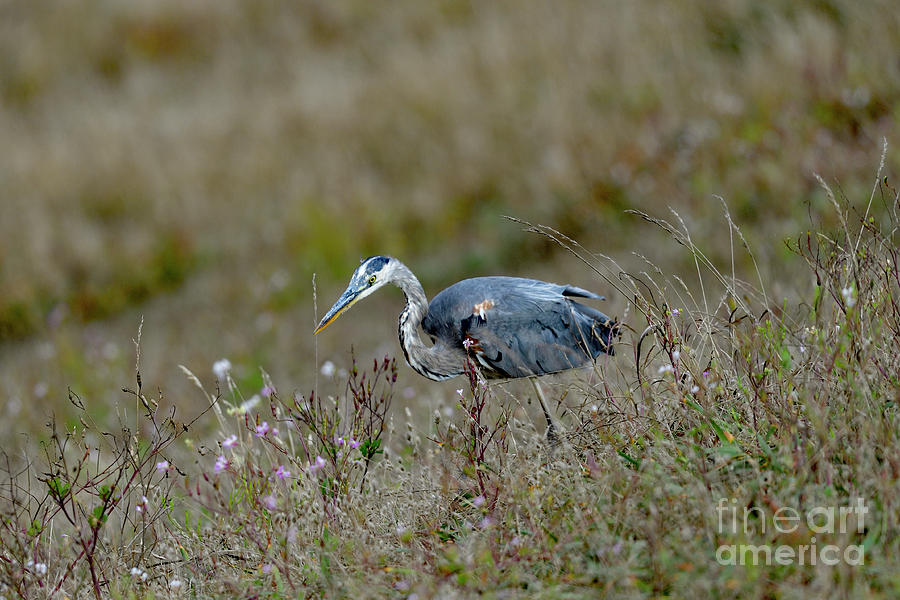 Great Blue Heron Searching for Lunch Photograph by Amazing Action Photo Video