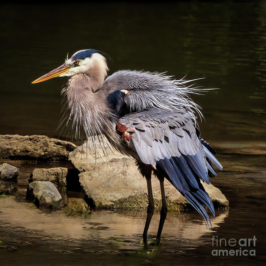 The Great Blue Heron Photograph by Shelia Hunt