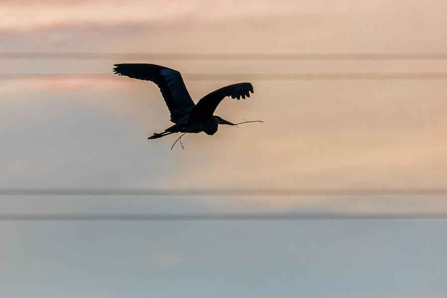 Great Blue Heron Silhouette Urban Flight Photograph by Patti Deters