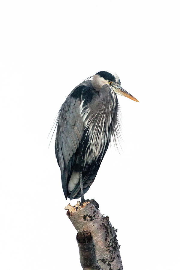 Great Blue Heron Sitting on Dead Birch Tree Photograph by Michael Russell