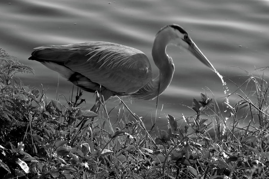 Great Blue Heron sneeze Black And White Photograph by Chris Mercer