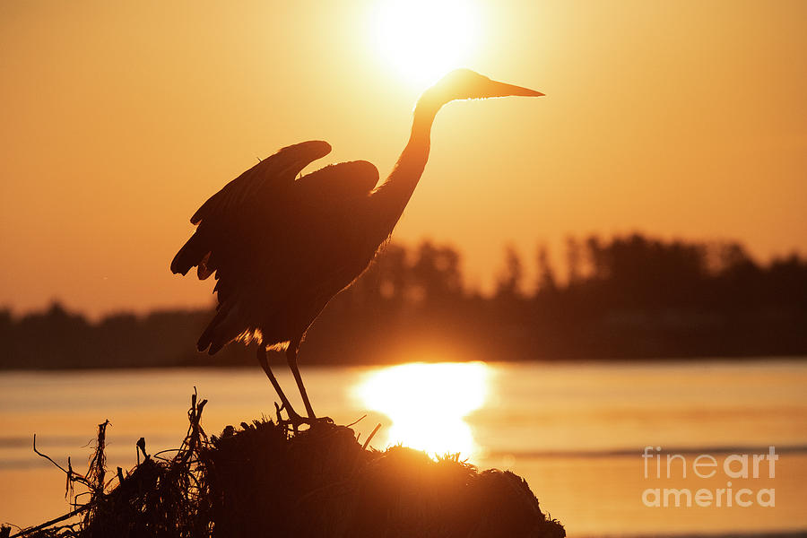 Bird Photograph - Great  Blue Heron Soaking In The Sun 3 by Bob Christopher