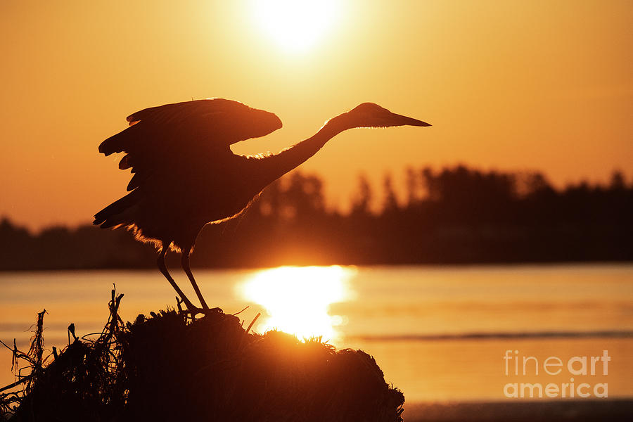 Bird Photograph - Great Blue Heron Soaking In The Sun by Bob Christopher