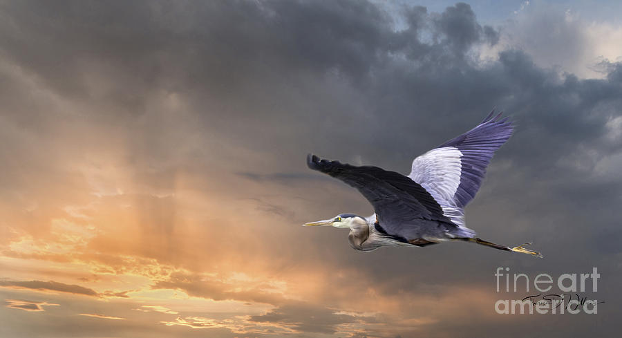 Great Blue Heron Soaring Photograph by Theresa D Williams